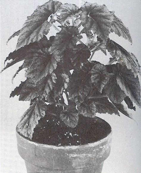 B. ‘Winter Jewel’